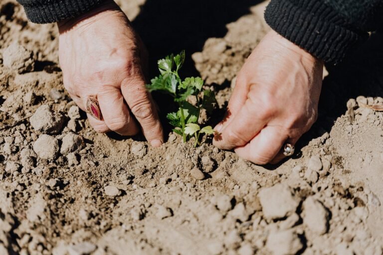 crop anonymous person planting seedling in garden bed