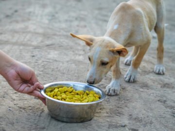 Street Dogs Have Right To Food And Citizens Have Right To Feed Them Without Impinging Upon The Rights Of Others: Delhi High Court - The Law Communicants